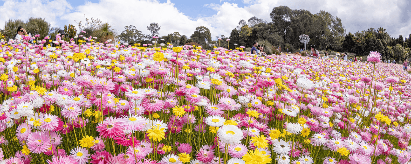events-All-About-Asters-hero-1584x633.png