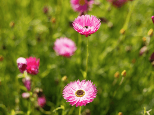 events-All-about-Asters-thumbnail-496x372.png