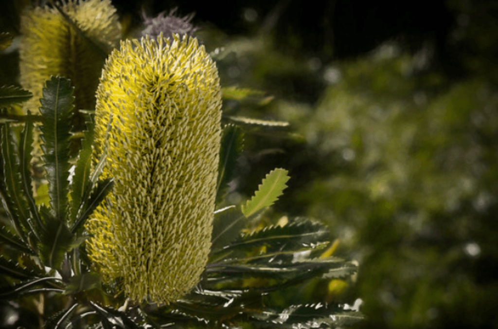 events-Botany-for-beginners-1024x676.png