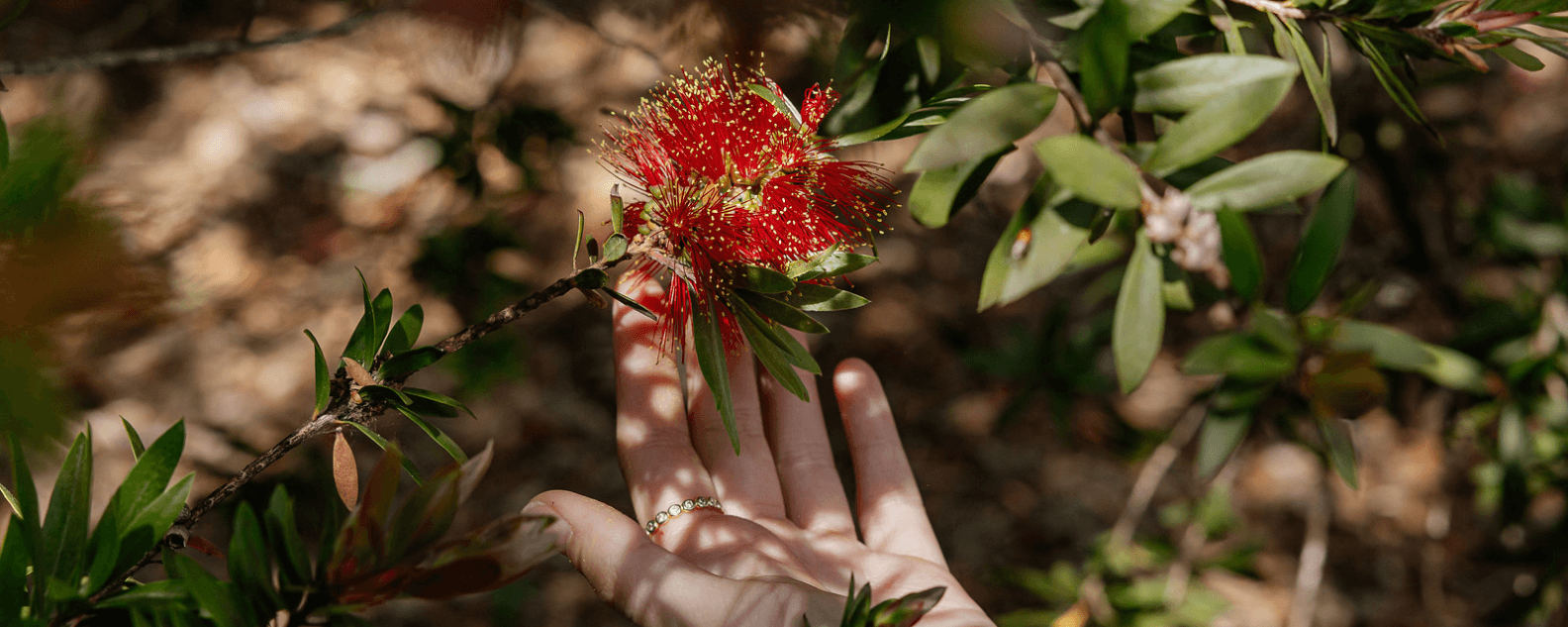 events-Botany-for-beginners-Hero-1584x633.png