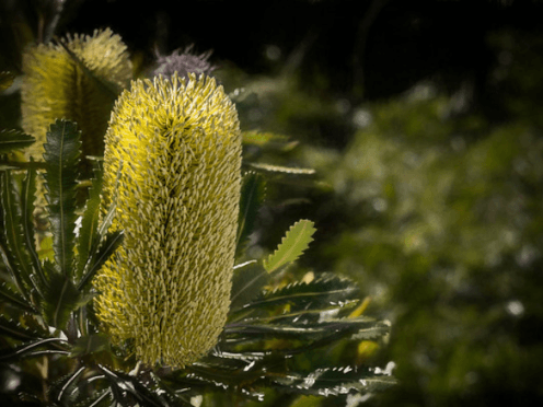events-Botany-for-beginners-thumbnail-496x372.png