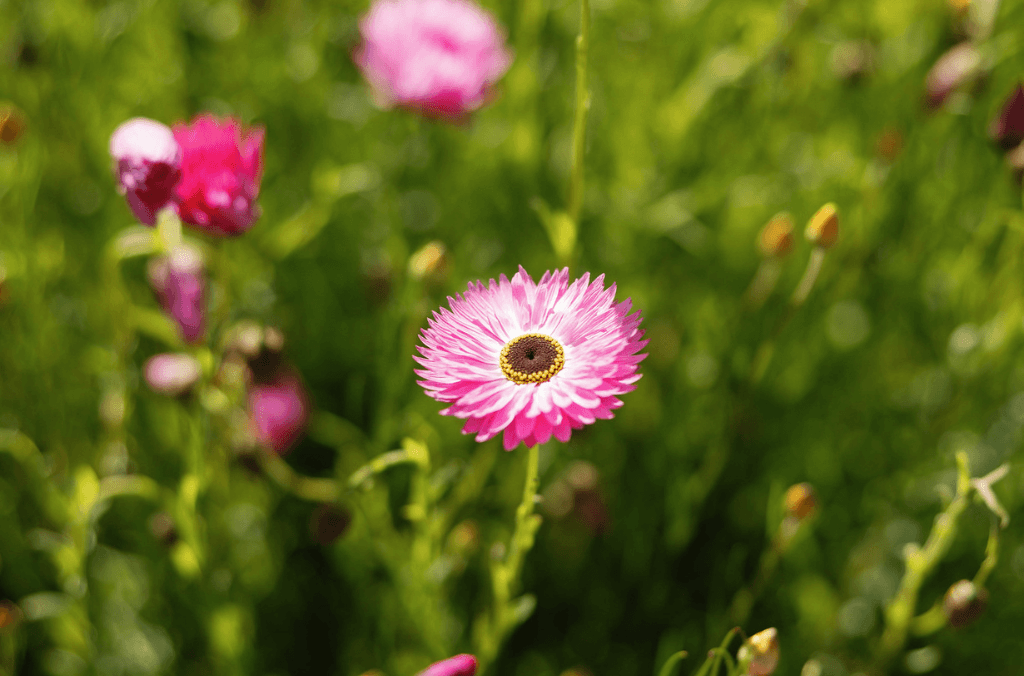 events-paper-daises-1024x676.png