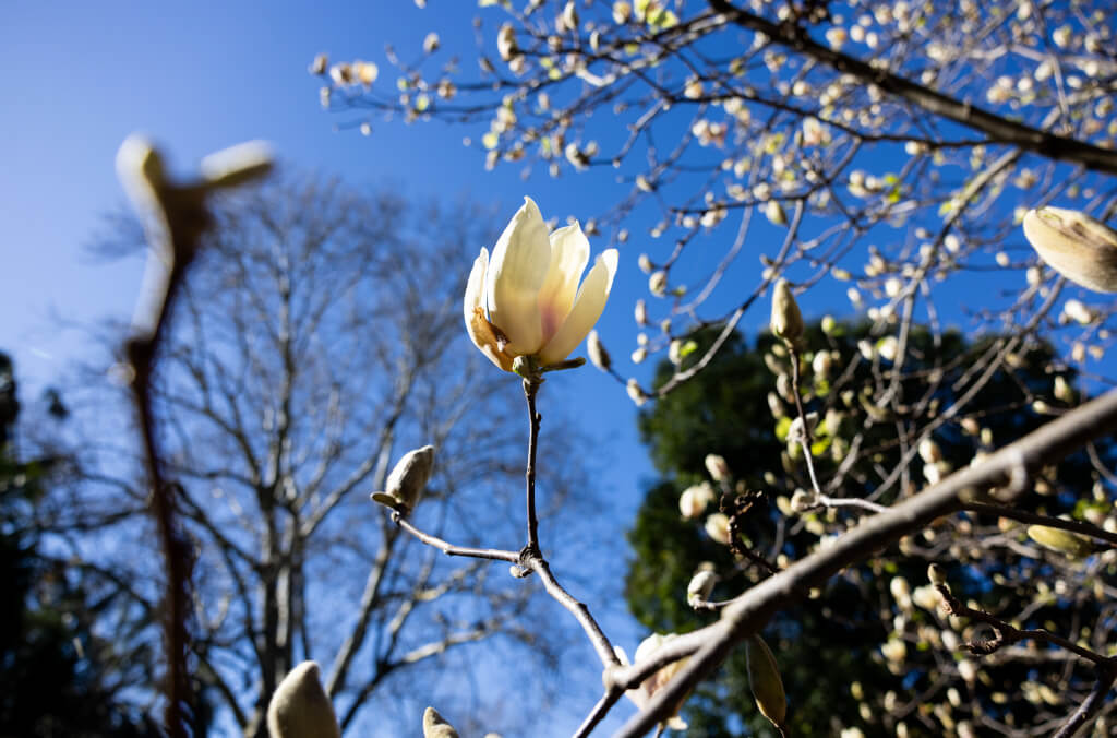 hort-pom-Sydney-Magnolia-Tree-Yellow-Lantern-1024x676.jpg