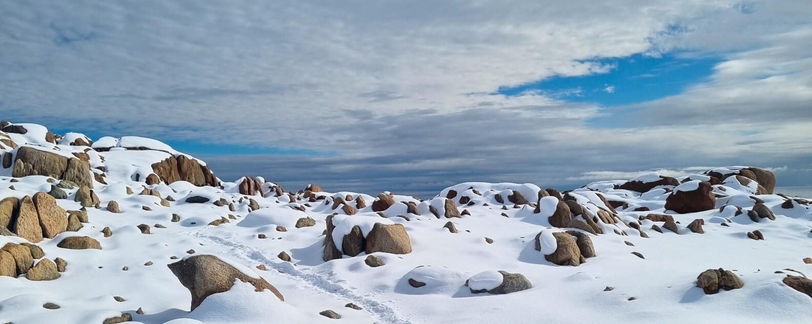 stories-antartic-fungi-banner-1584x633.jpg