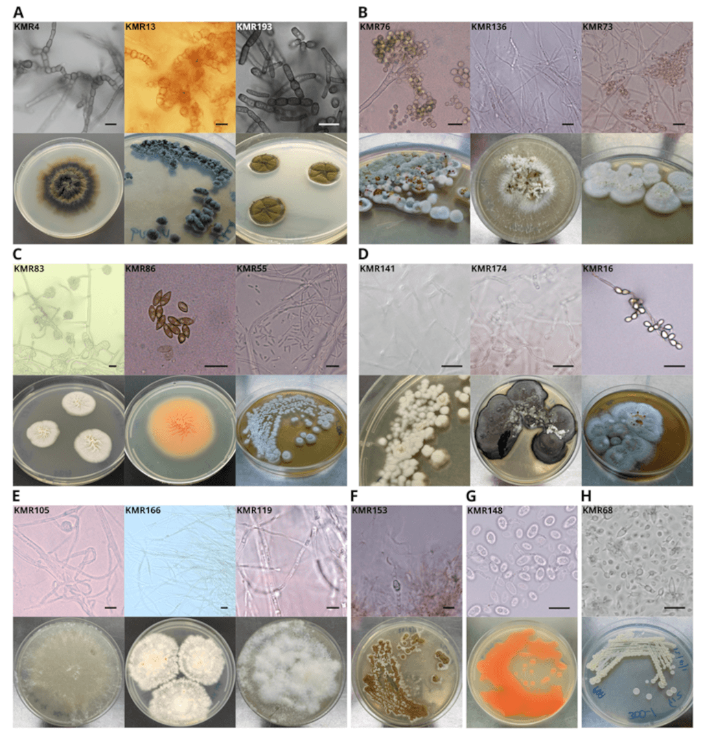 stories-fungi-1024x676.png