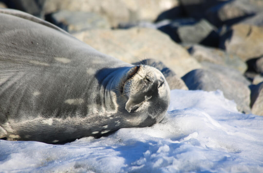 stories-seal-1024x676.jpg
