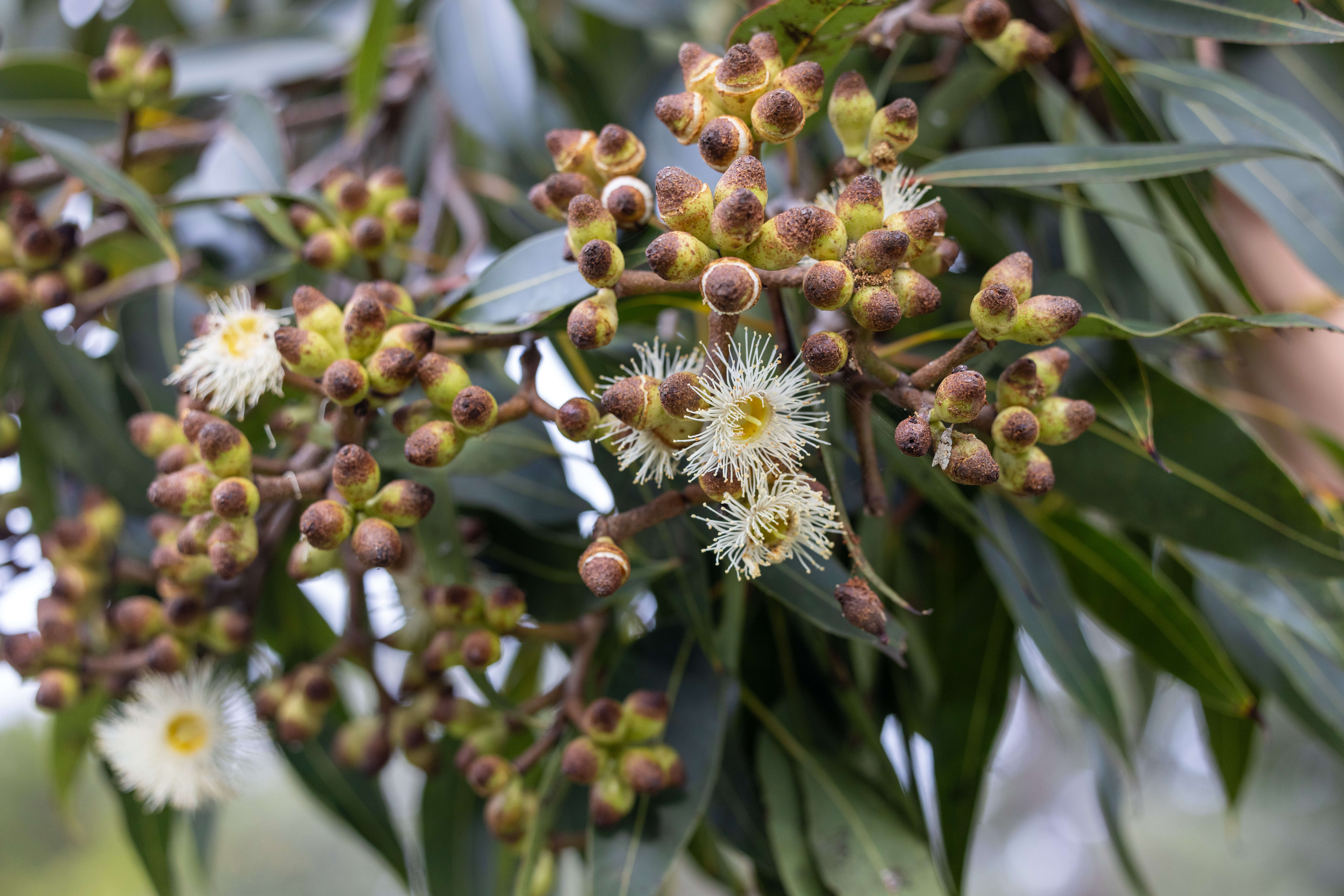 story-July-corymbia-1024x676.jpg