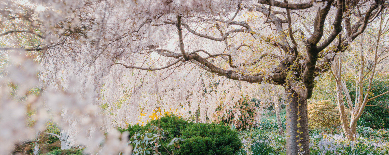 venues-Cherry-blosson-hero-.jpg