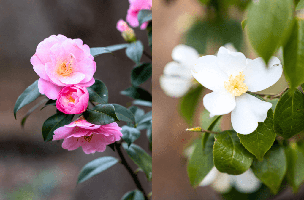 A wide variety of camellia cultivars are on show at Tsubaki Yama Camellia Mountain