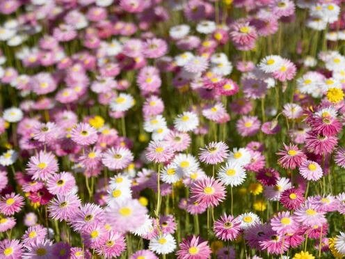 paper daisies