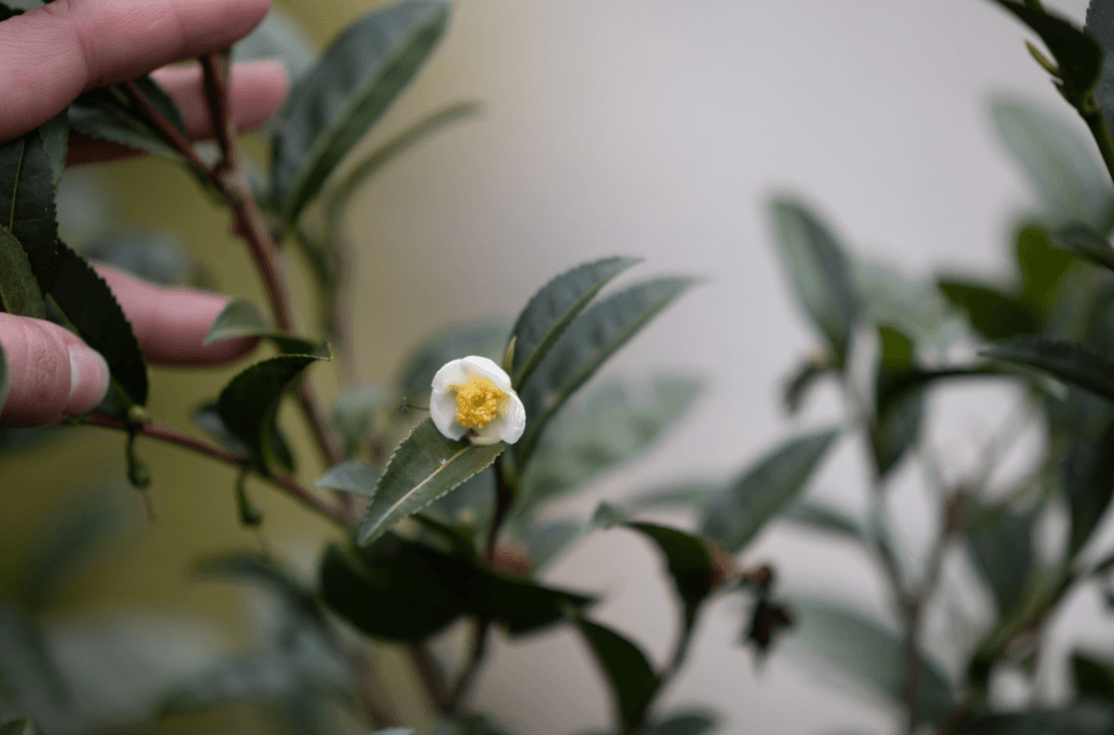Camellia sinensis - the tea plant