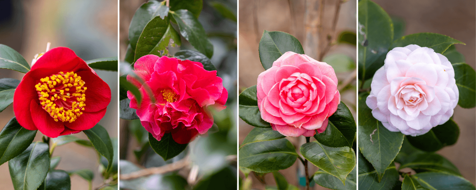 Camellias found in Tsubaki Yama