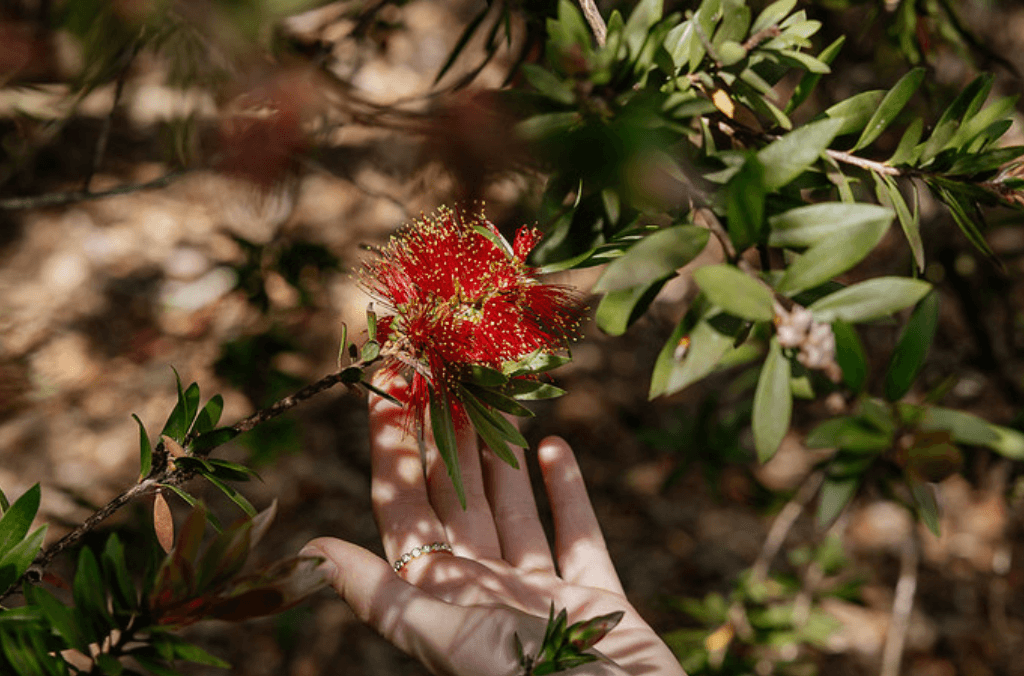 Red grevillea