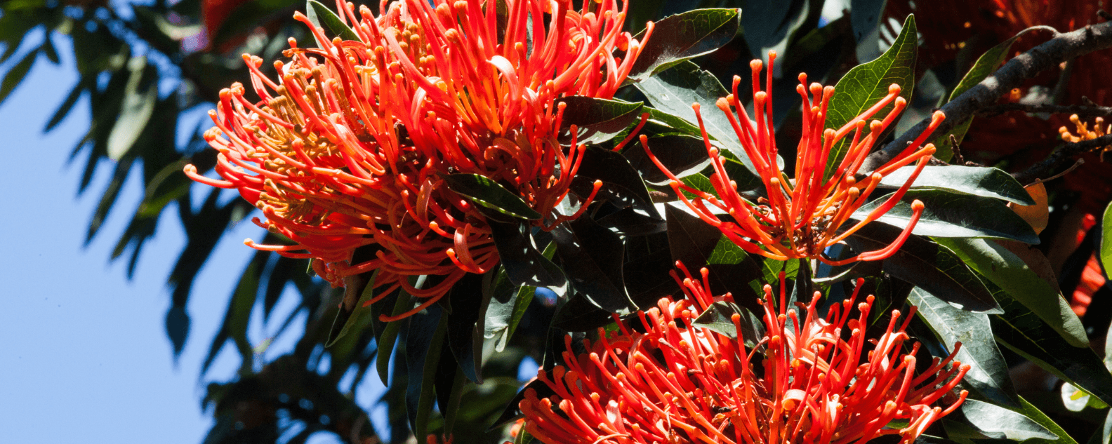 Red flowering tree