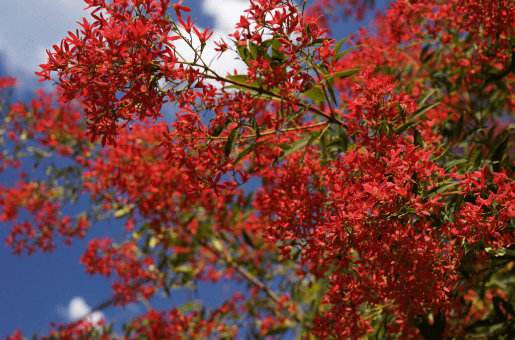 Red flowering plant