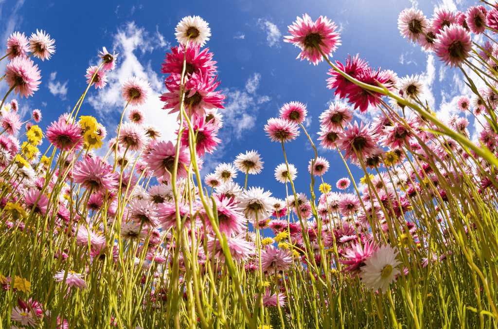 Paper daisy in the field with the sky