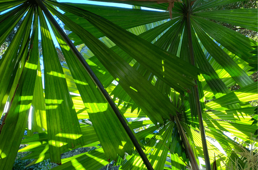 Palm fond
