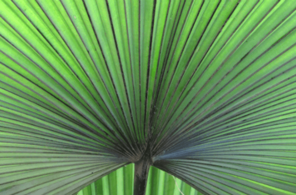 Palm fond