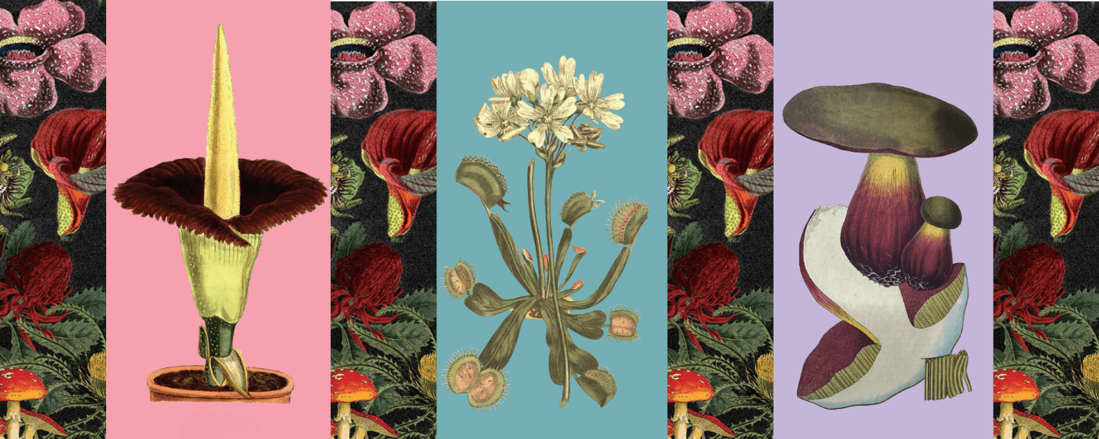 what the flora header with botanical illustrations