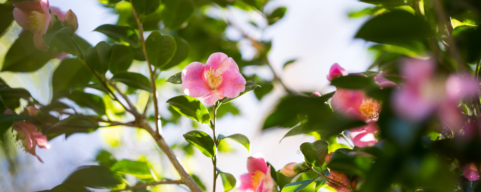 events-hero-spring-mindfulness-1584x633.jpg