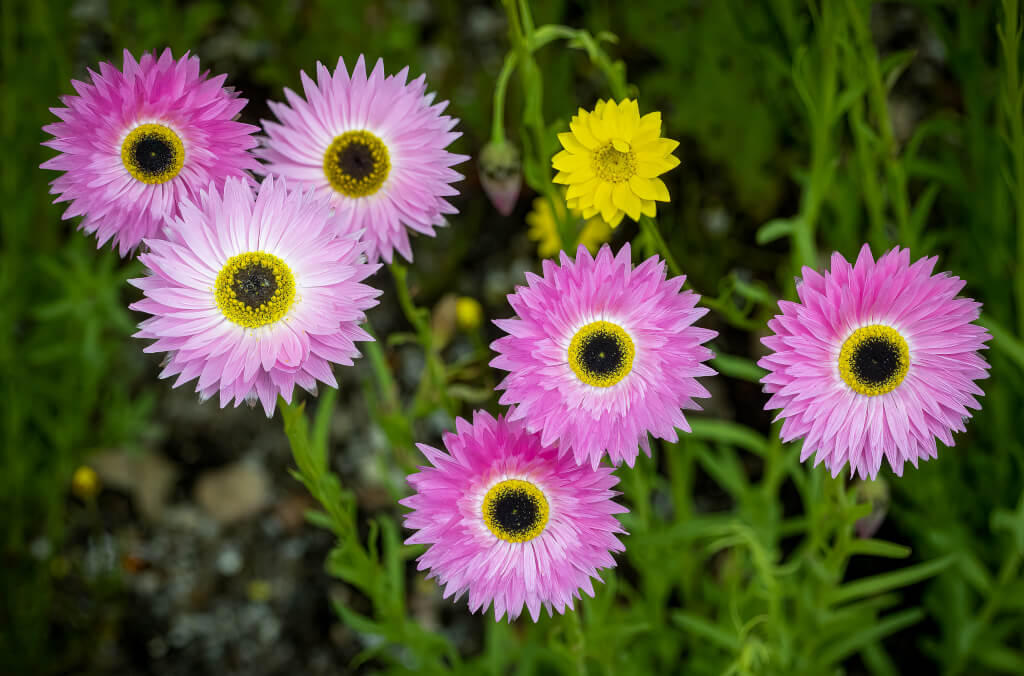 events-paper-daises-abg-pom-sep-1024x676.jpg