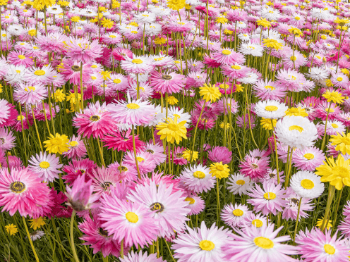 events-paper-daises-web-thumbnail-496x372.png
