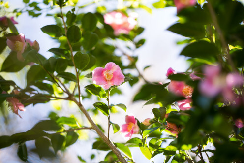 events-spring-thumbnail-496x372.jpg