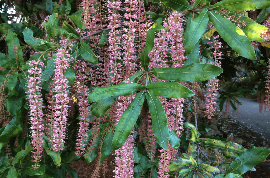 hort-pom-sep-macadamia-tetraphylla-1024x676.png