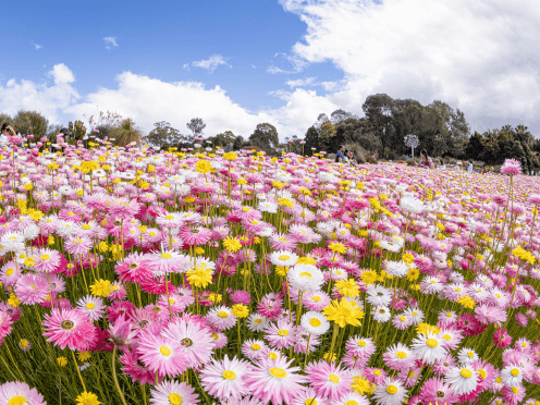 a field of pink flowers