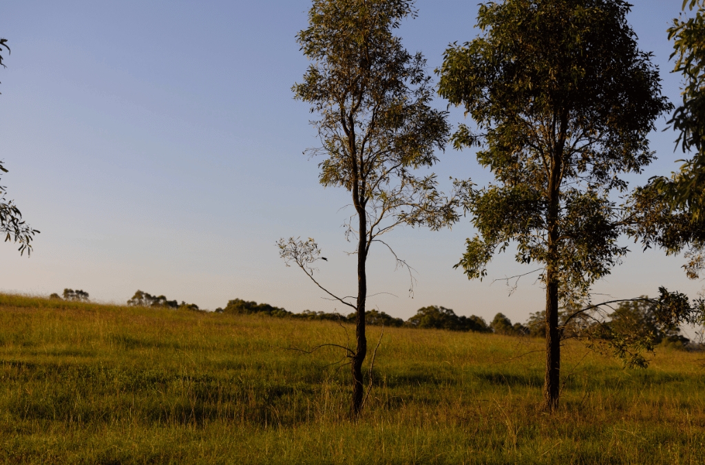 trees in the woodland