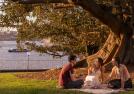 Three people on a lawn, having a picnic, next to a fig tree and Sydney Harbour in the background