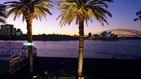 Two palm trees at sunset on the Royal Botanic Garden's historic Fleet Steps with the Harbour Bridge in the background.