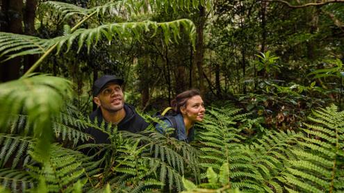 Two hikers among lush ferns