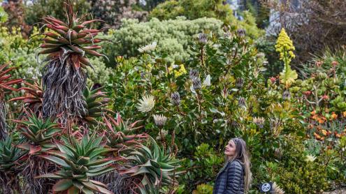 Visitor looks at proteas and other rock garden plants at Blue Mountains Botanic Garden
