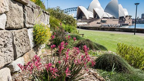 View of the Opera House from the Australian Native Rockery garden