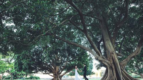 Bride and groom walk under giant fig trees