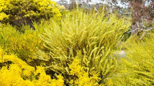 Golden Wattle blooming in the Wattle Garden
