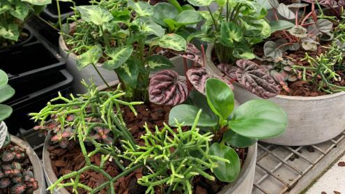 Growing friends plant sales facility 