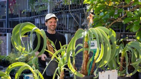 Man holding pots of rare plant, Worsleya procera