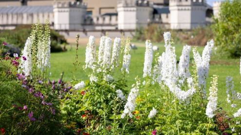 Mixed flowering plants