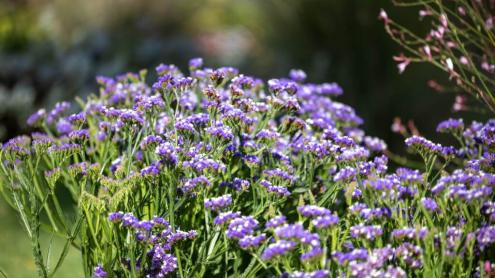 Plant with profuse purple flowers
