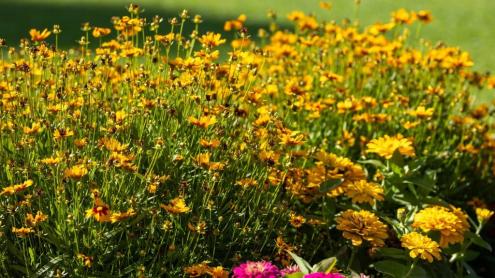 Yellow and bright pink mixed flowers