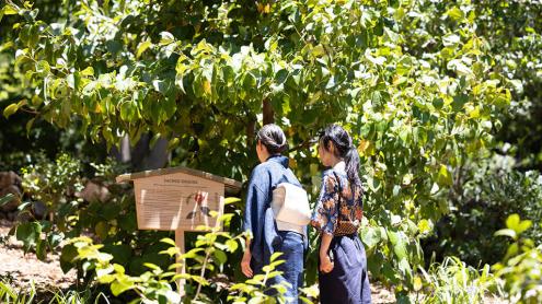 Visit Tsubaki Yama and explore the fascinating connections between camellias and Japanese culture.