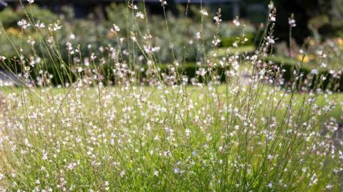 Plant with long, slender stalks and clouds of white flowers