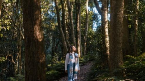 A woman walks a shady trail surrounded by giant trees