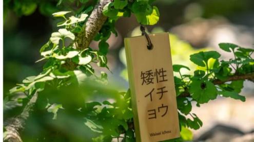 Tree branch with wooden tag featuring Japanese script