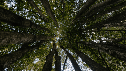 Fairy ring at Fairfax walk