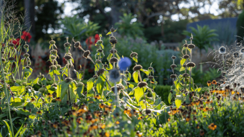Formal Garden flowers at Blue Mountain Botanic Garden Mount Tomah