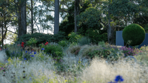 Formal garden ornamental grasses