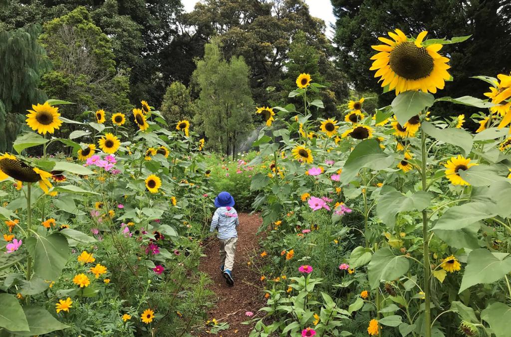child walks through sunflower field